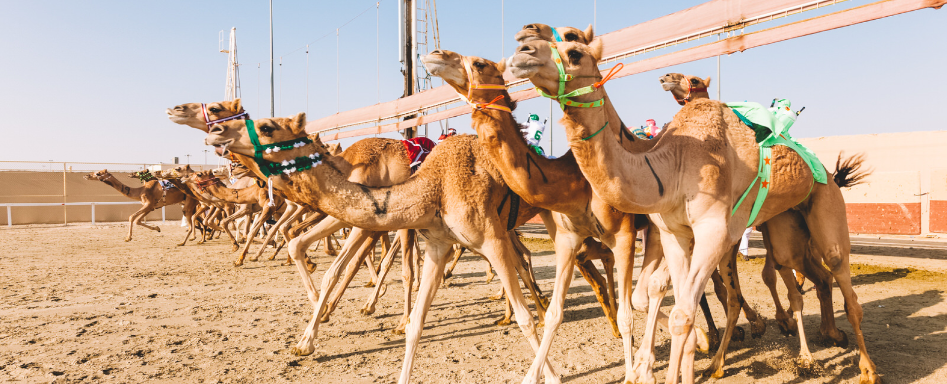 Camel Experience + museum